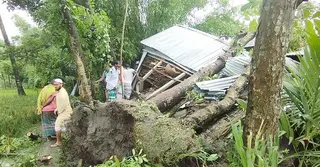 জামালপুরে কালবৈশাখী ঝড়ে গাছচাপায় ৩ জনের মৃত্যু